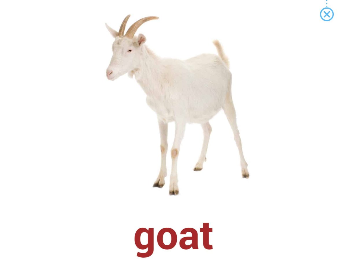 Кашемира из овечек