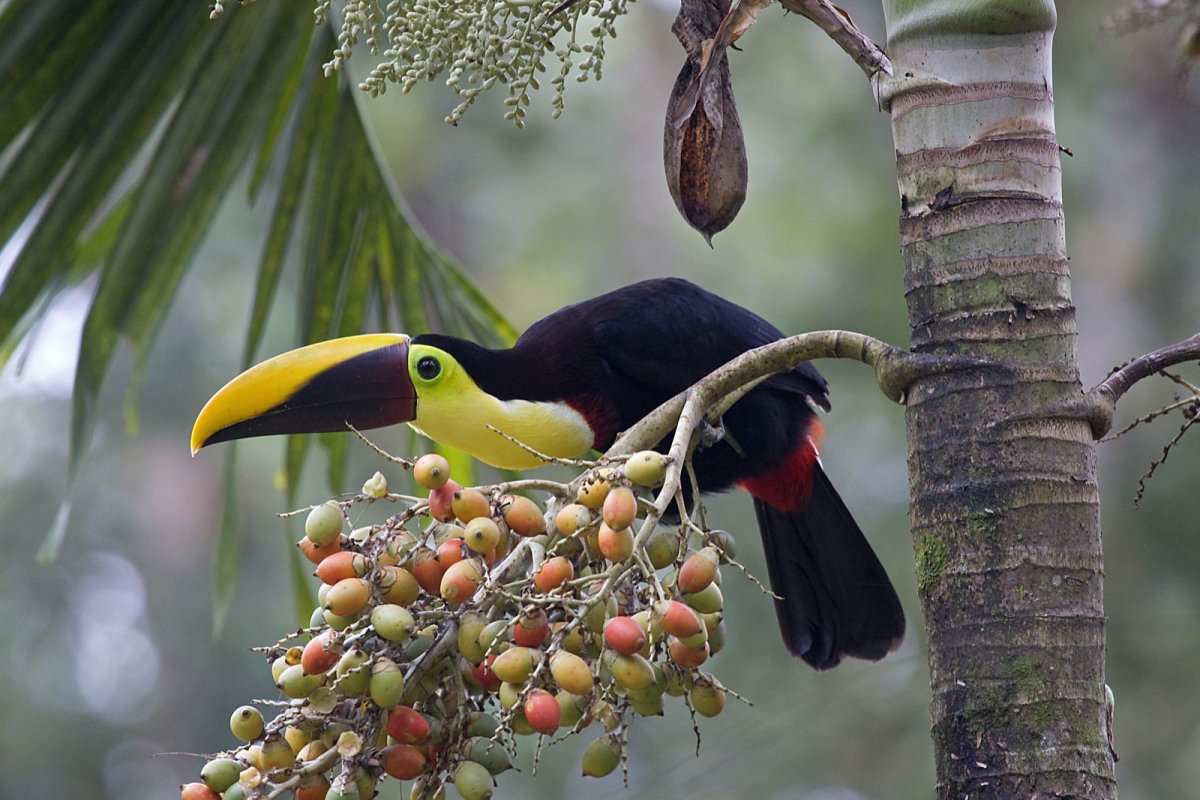 Дивный Шпательтэил