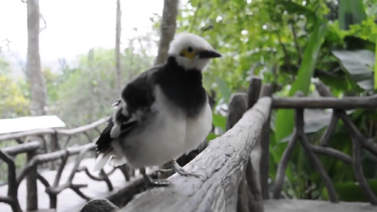 Парк птиц Бали