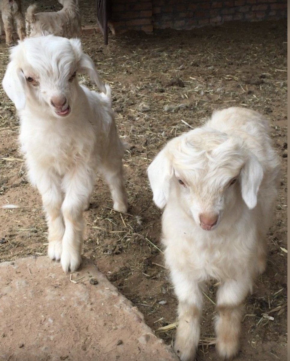 Портрет козы