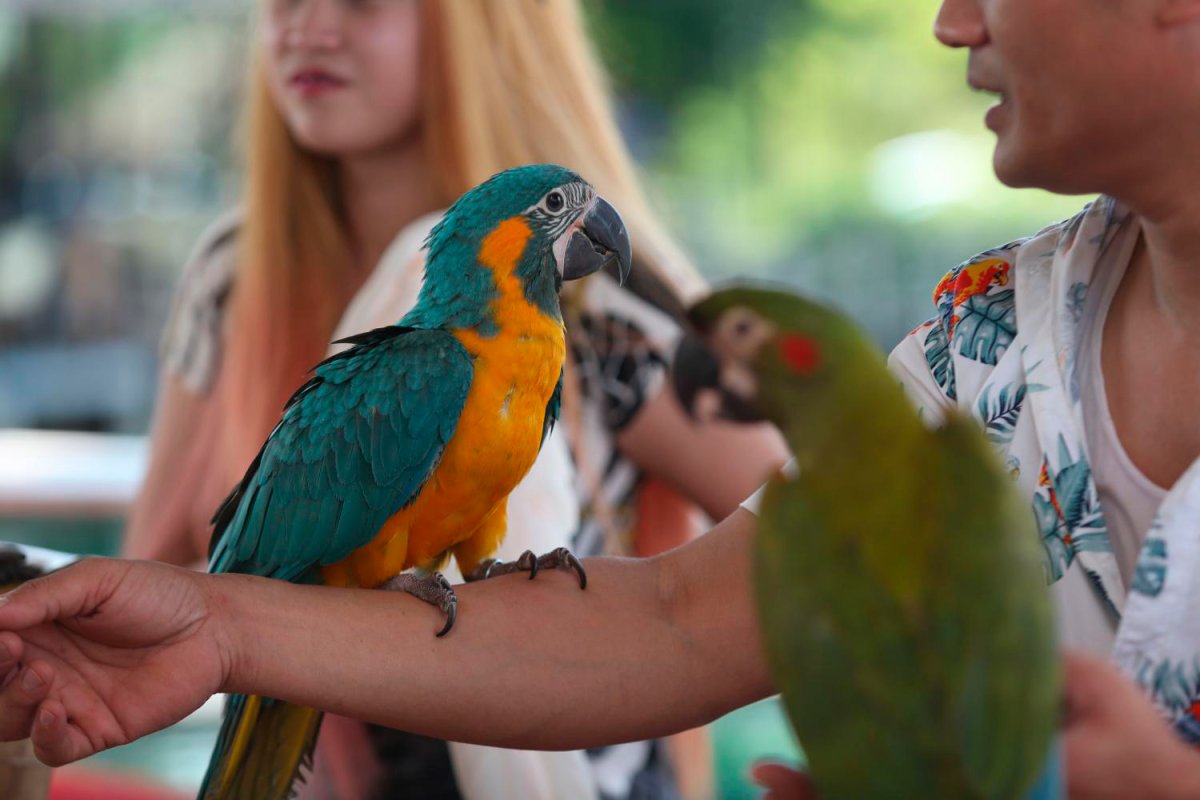 Сероголовый настоящий Бюльбюль