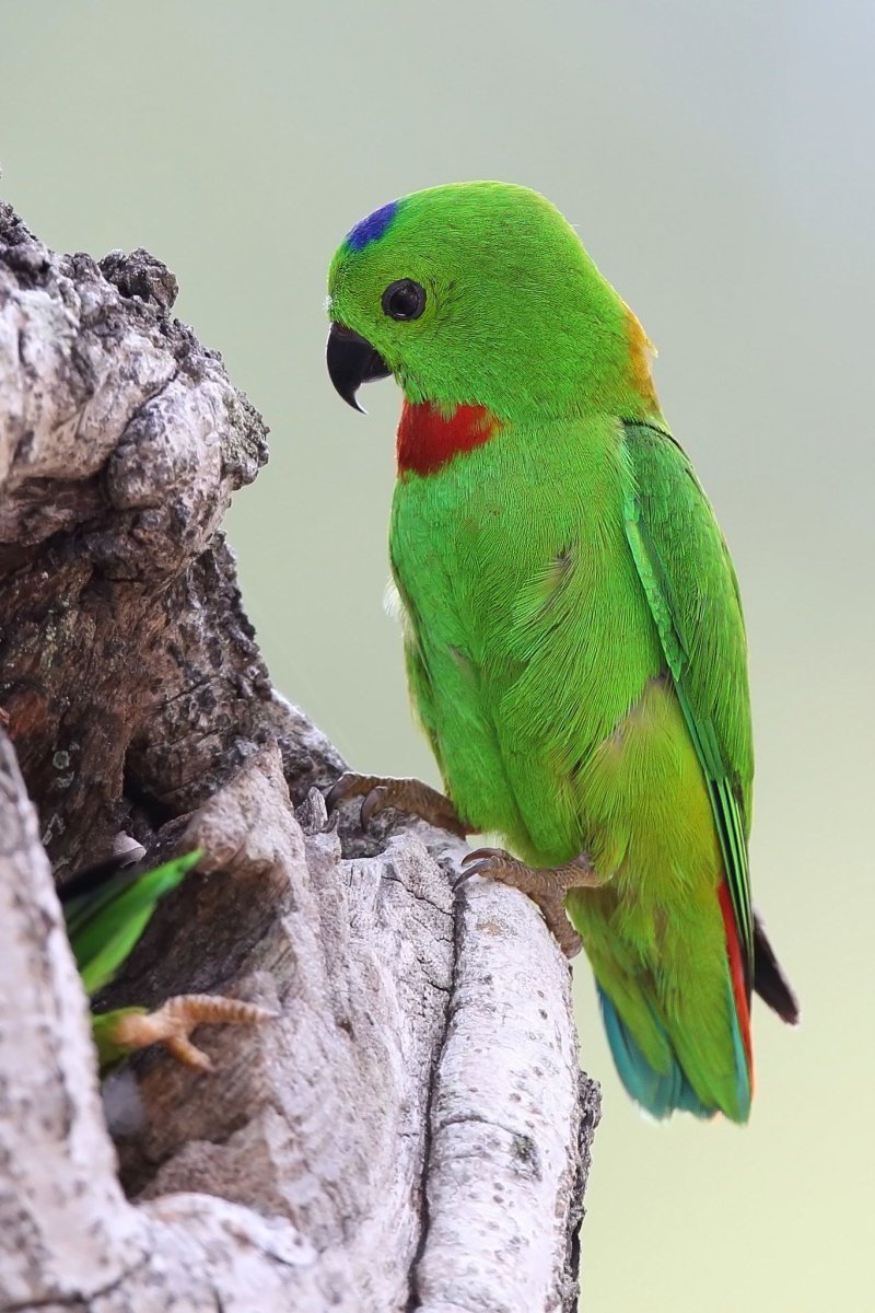 Булбул птица