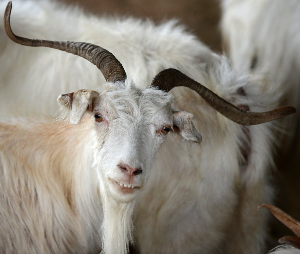 Кашемировые козы Монголия