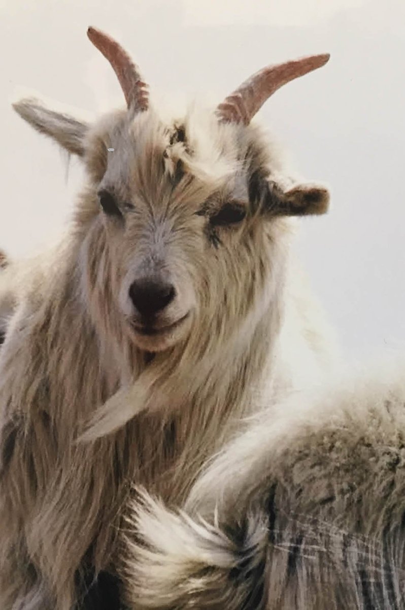 Альпийские козы длинношерстные