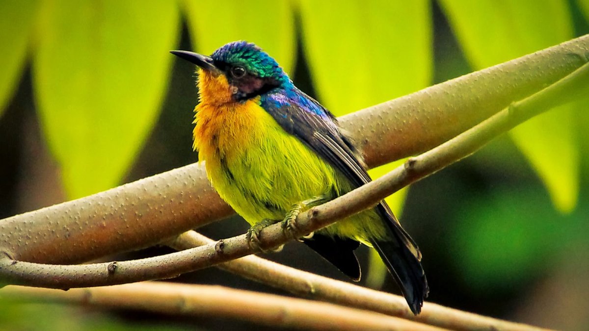 Птица-носорог Таиланда