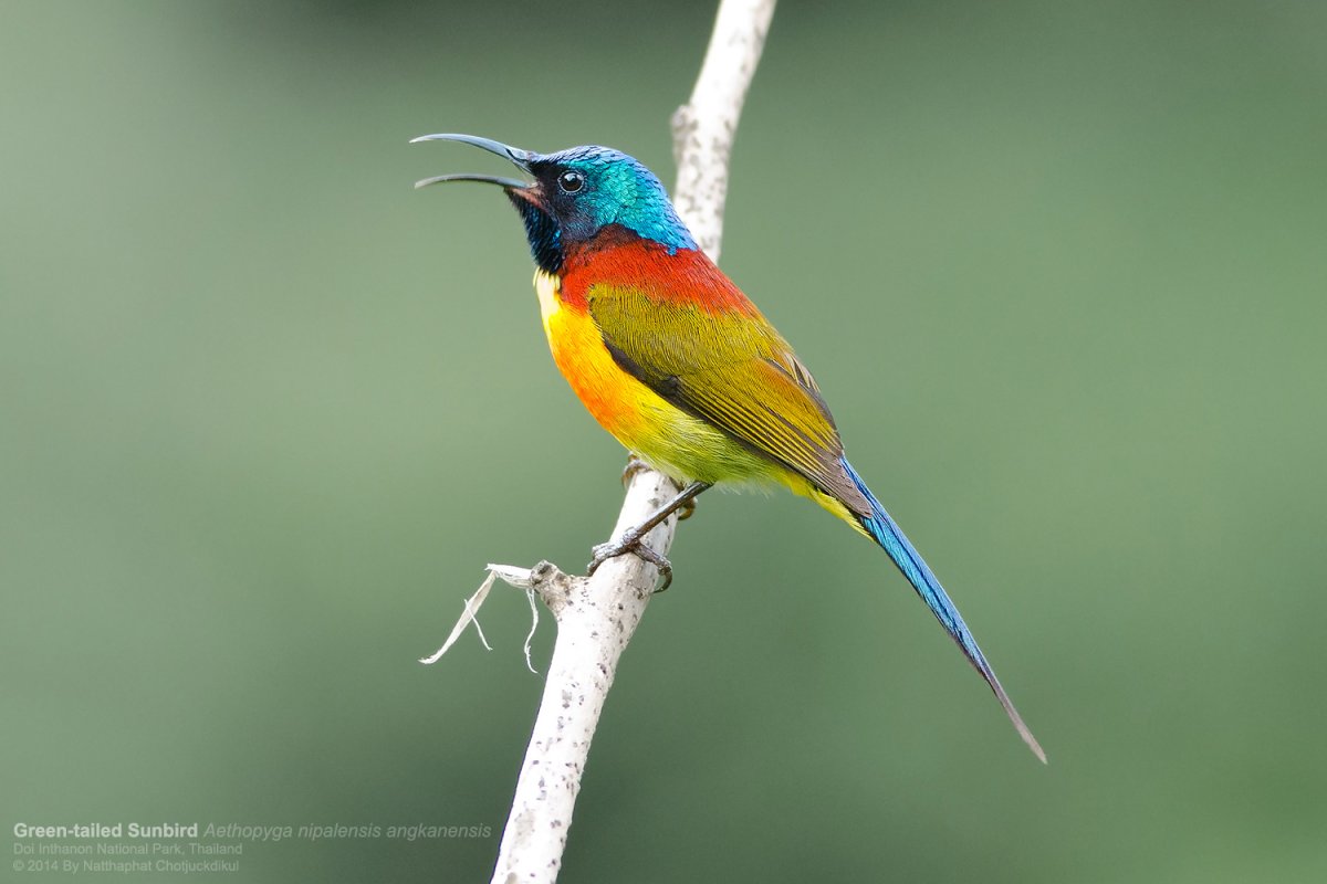 Гвиана гоацин - Национальная птица Гайаны