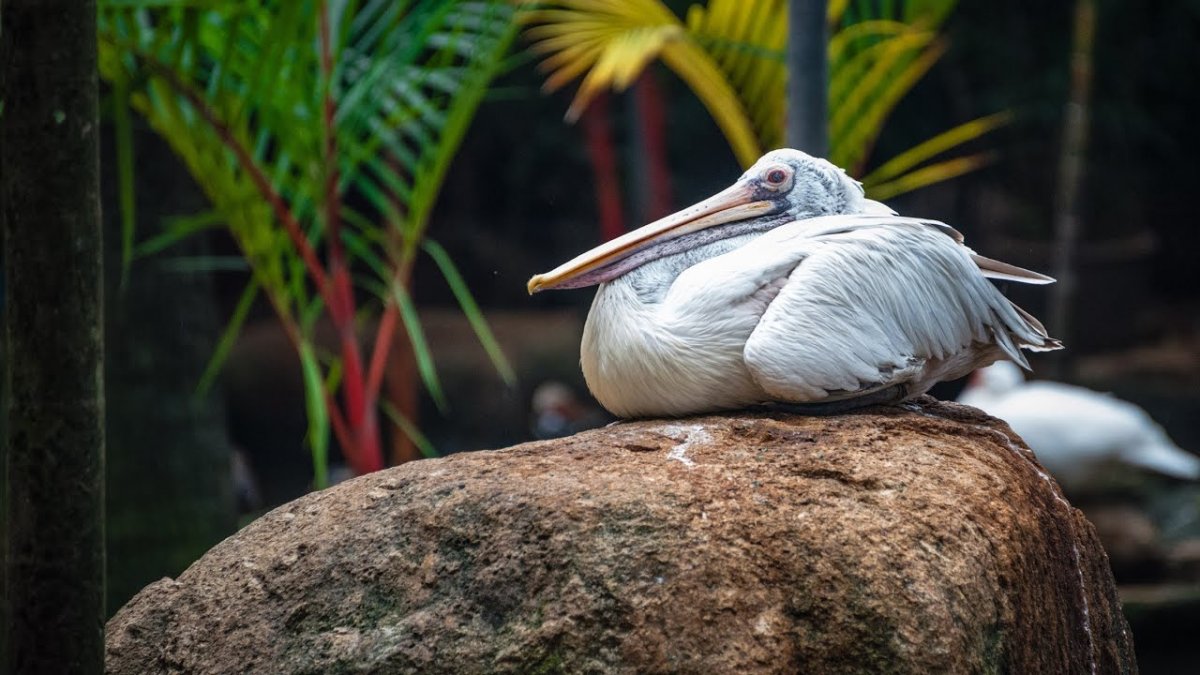 Птицы Тайланда Пхукет