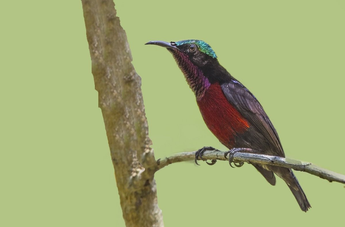 Нектарница Африканская