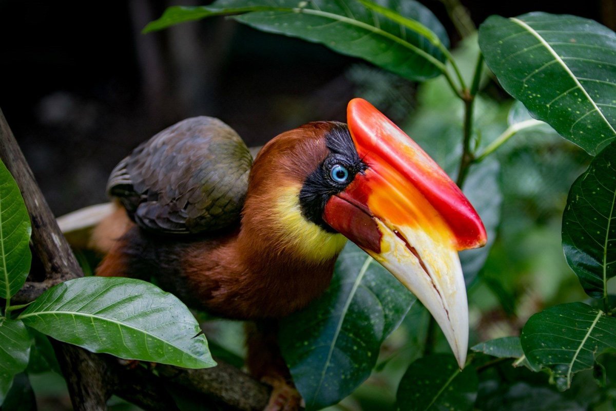 Черношапочная белоглазка