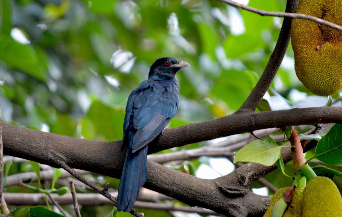 Птицы Тайланда