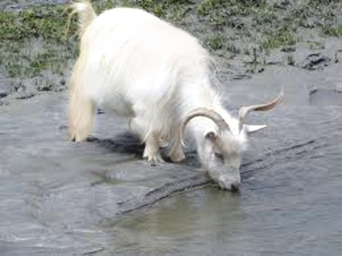 Коза на белом фоне