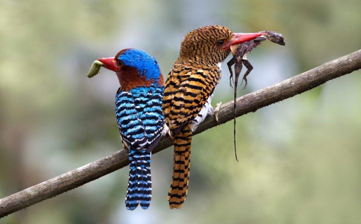 Колибри во Вьетнаме