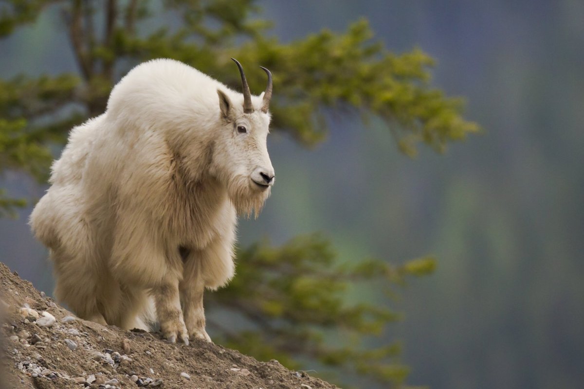 Маленькая коза