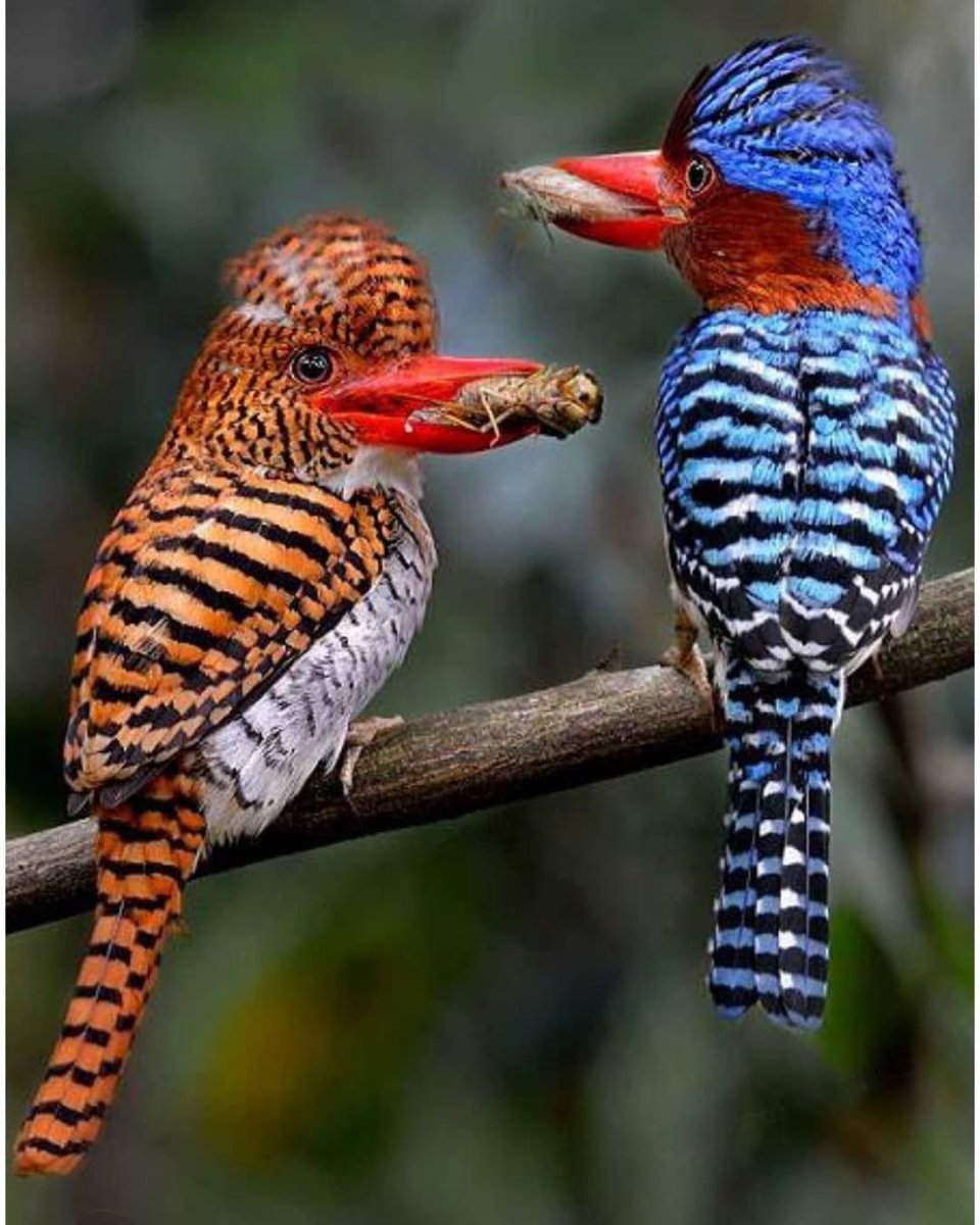 Полосатый Зимородок Тайвань