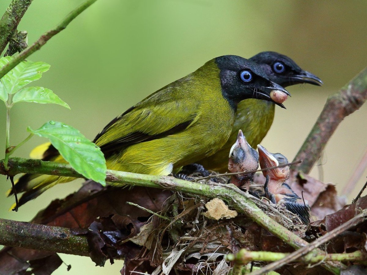 Птица-носорог калао
