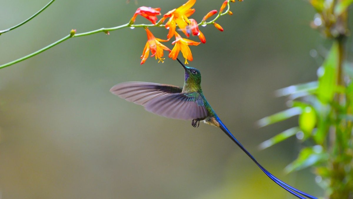 Серогрудый рогоклюв