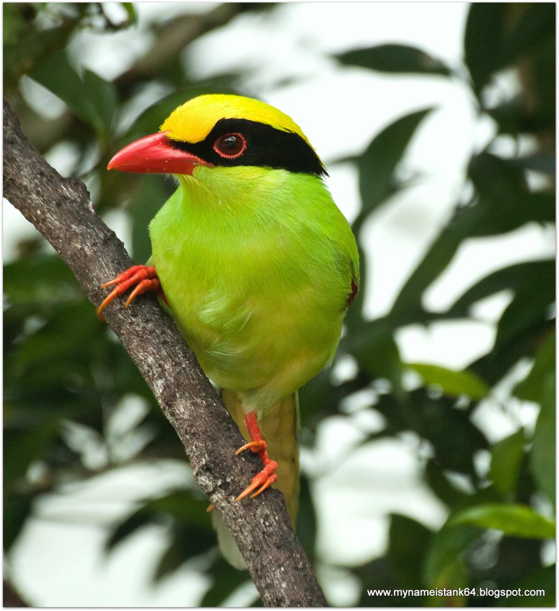 Птица в клетке Таиланд