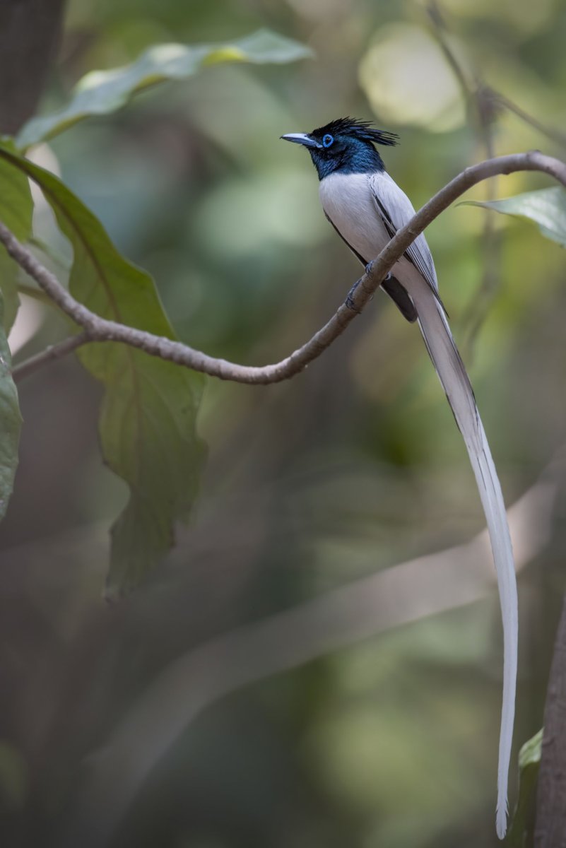 Изумрудный голубь