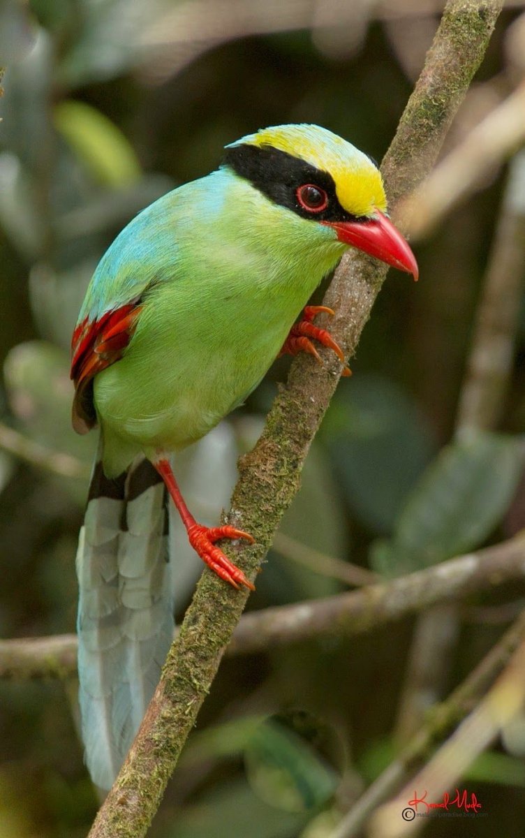 Зеленая китайская сорока