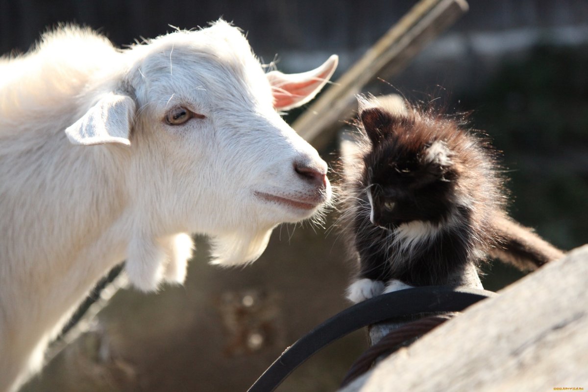 Красивая козочка