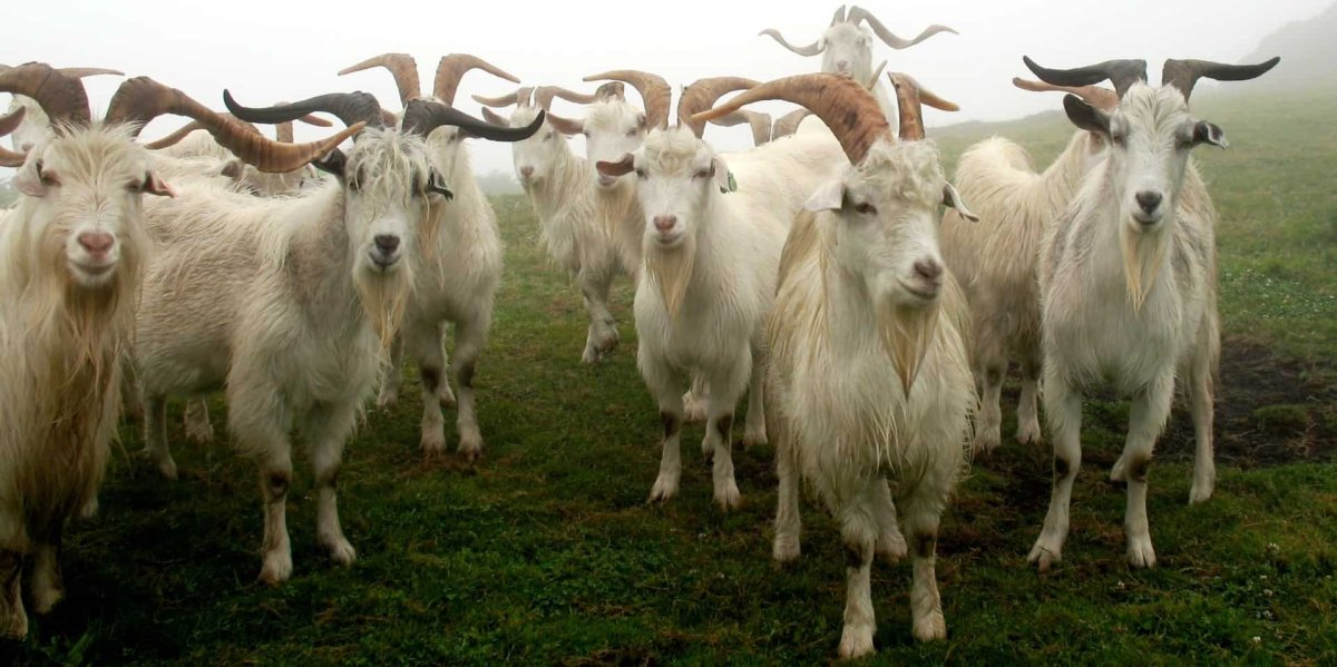 Кашмирская порода коз