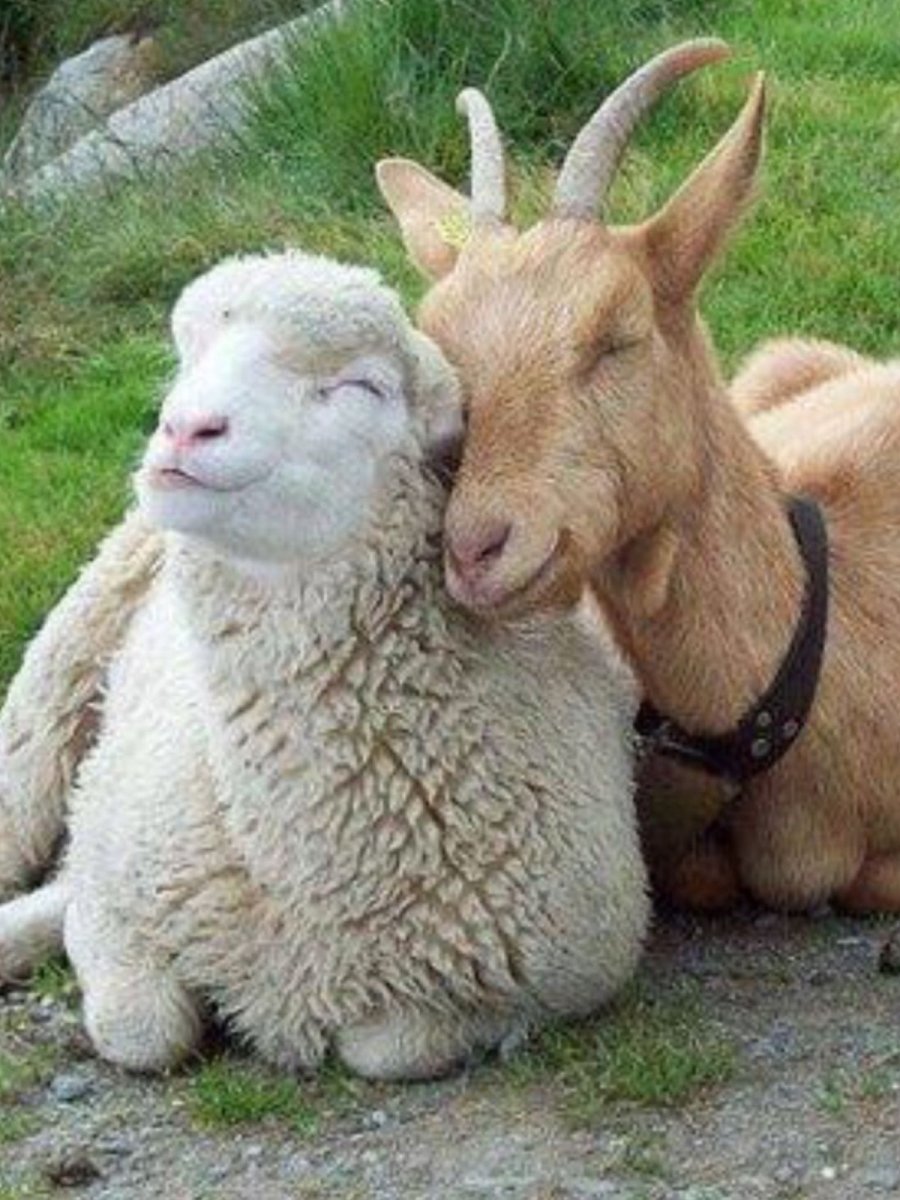 Козлик (мини)