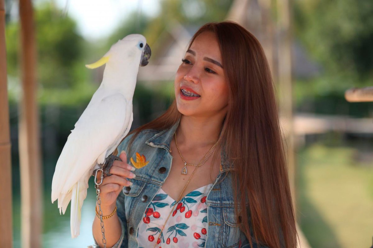 Парк Тайланд Нонг Нуч попугаи