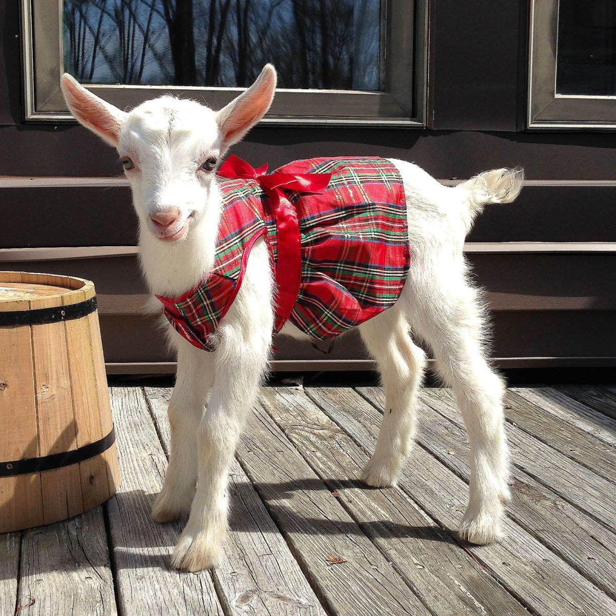 Домашние животные коза козел козленок