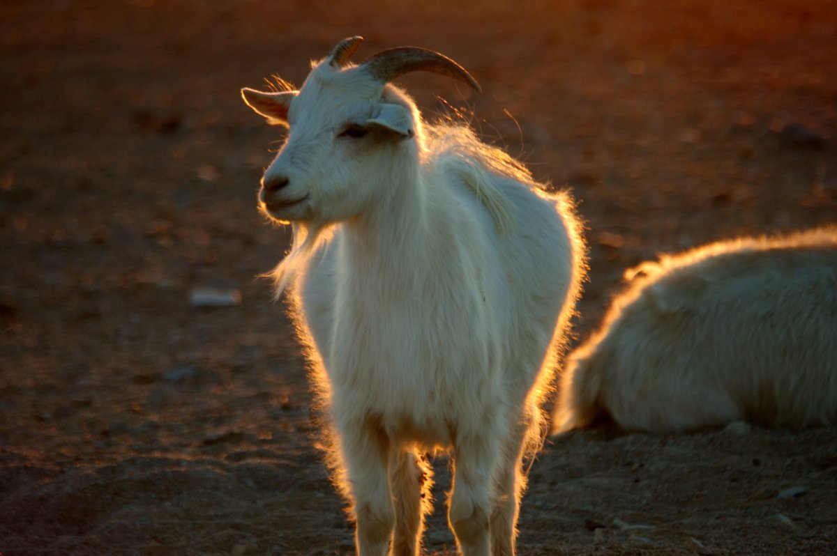 Придонская порода коз