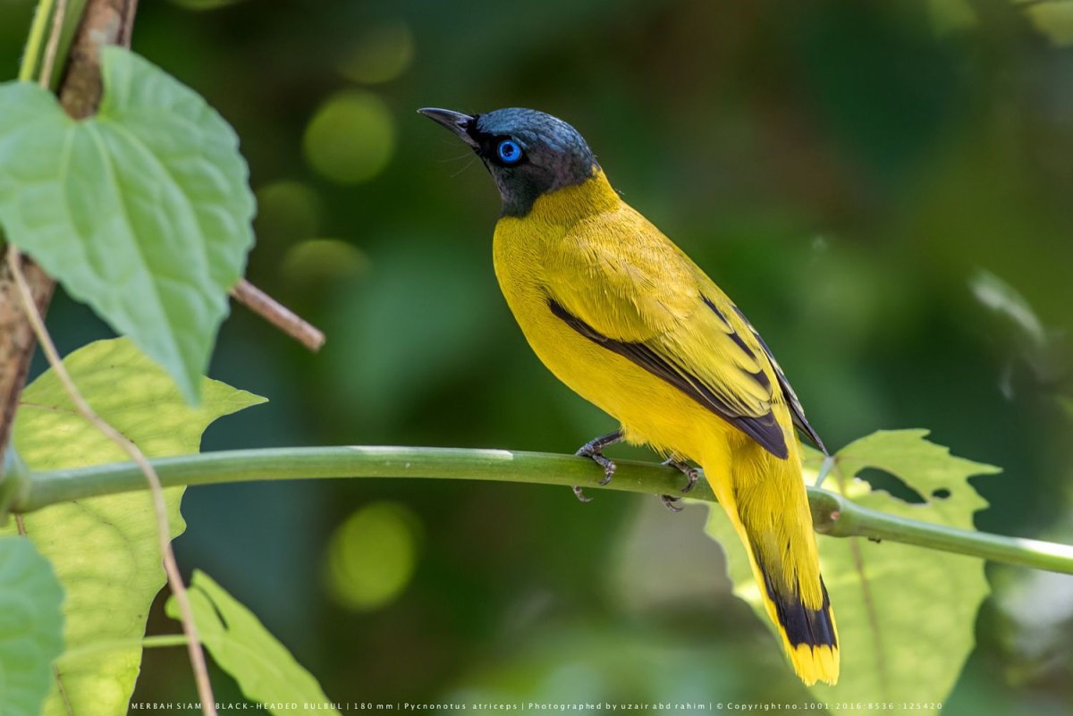 Большие птицы Тайланда