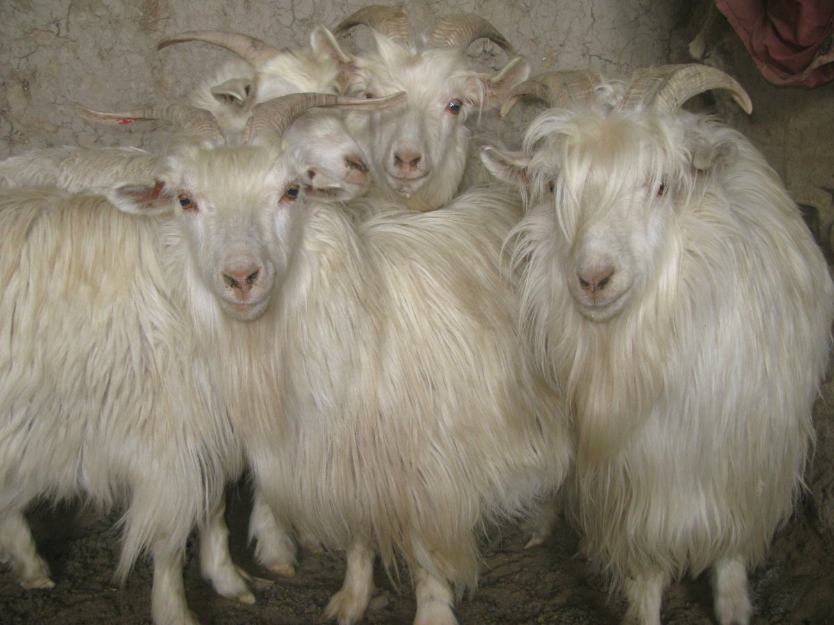 Кашемировые овцы Монголия