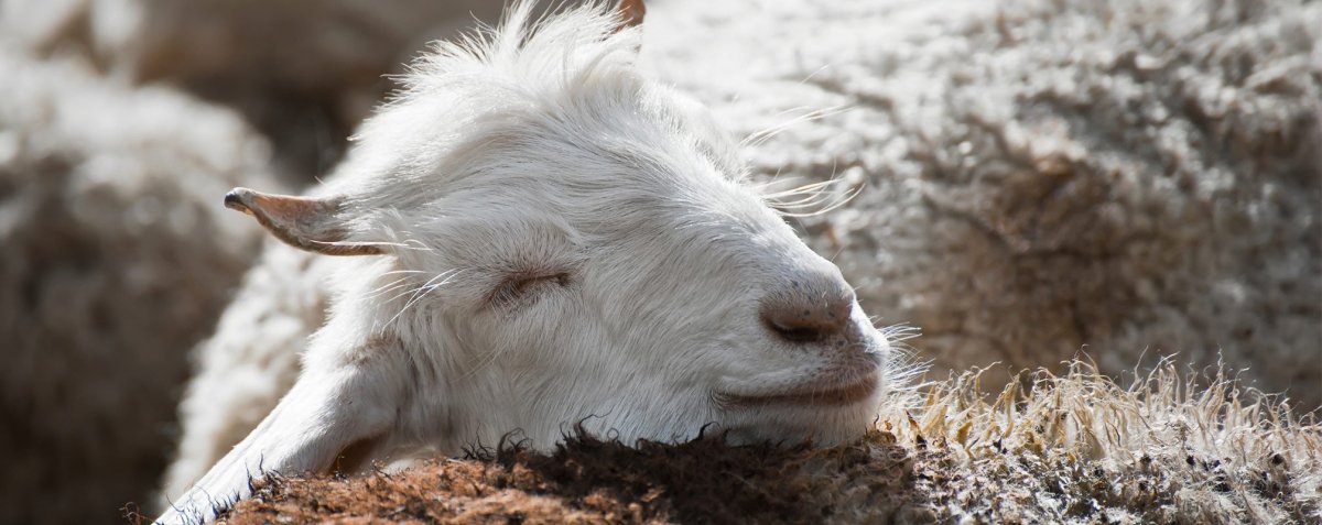 Козочки и котики