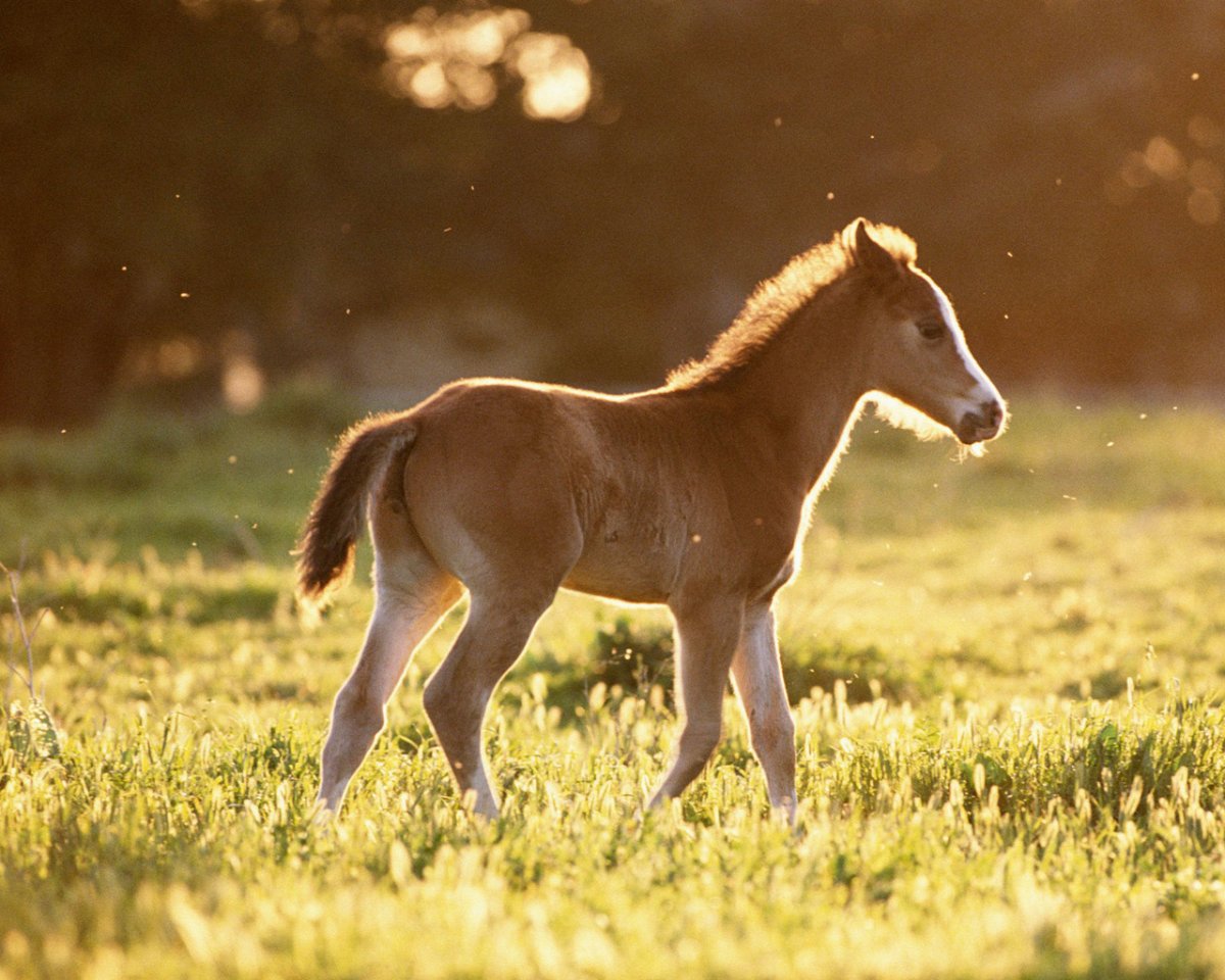 Рубцов жеребенок