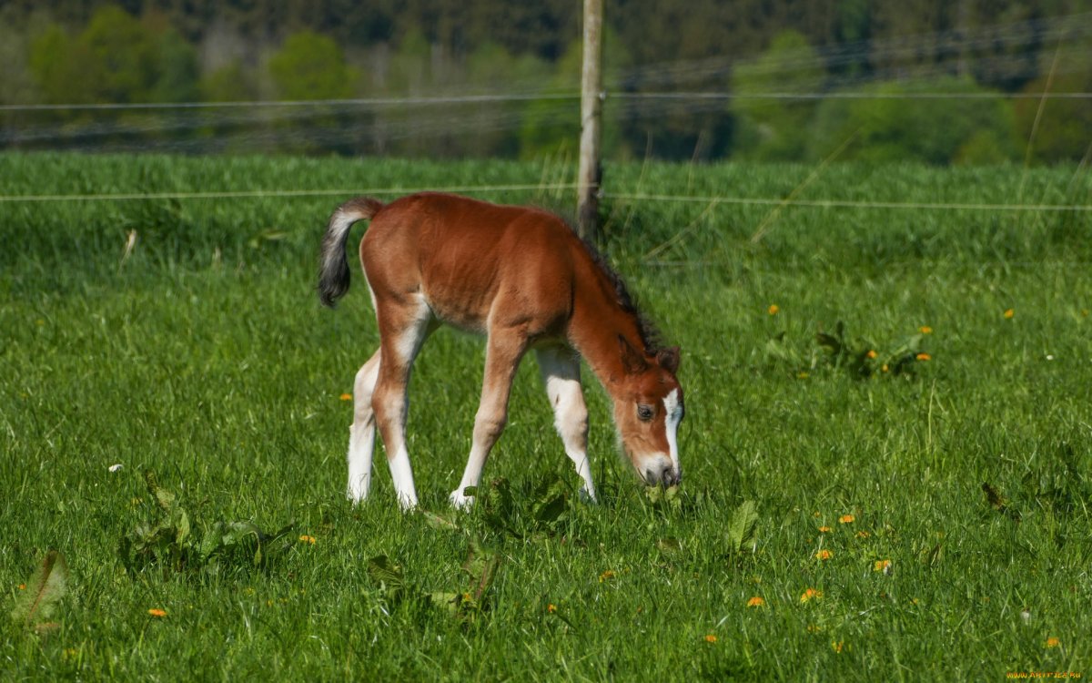Жеребенок годовик