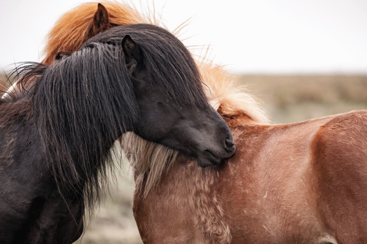 Ферма лошадей