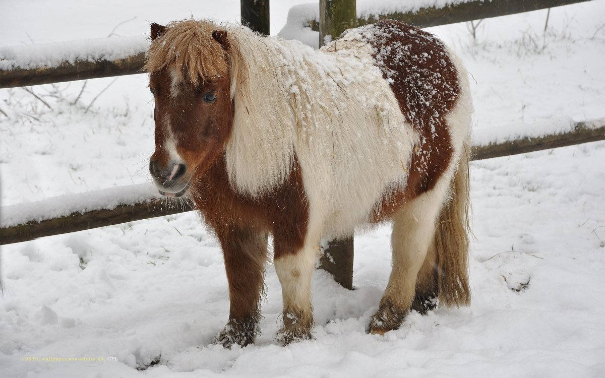 Жеребенок на лугу