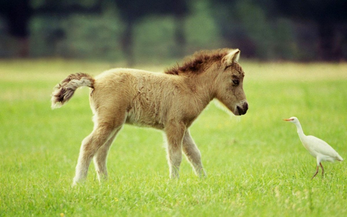 Мини пони мини Хорс