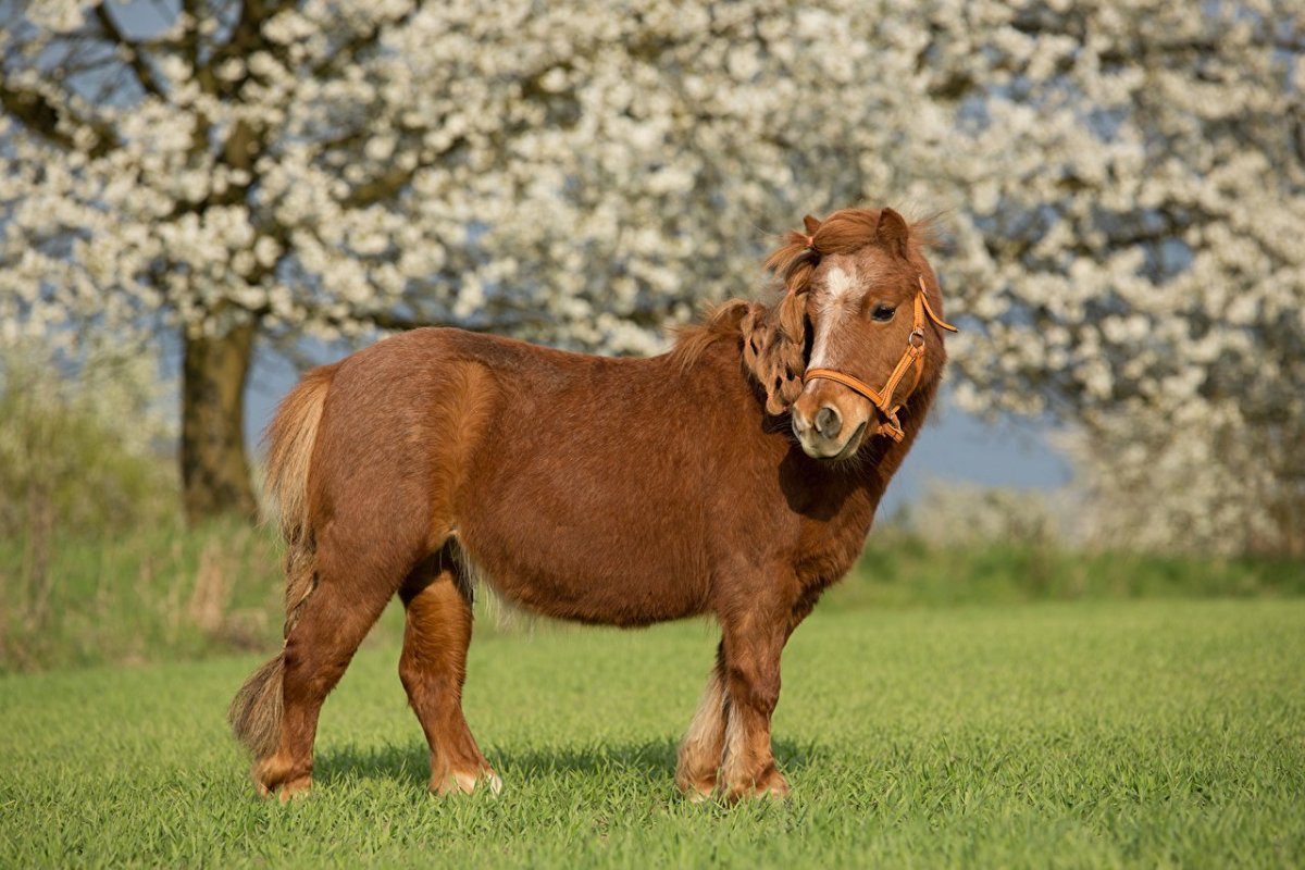 Лошади и пони