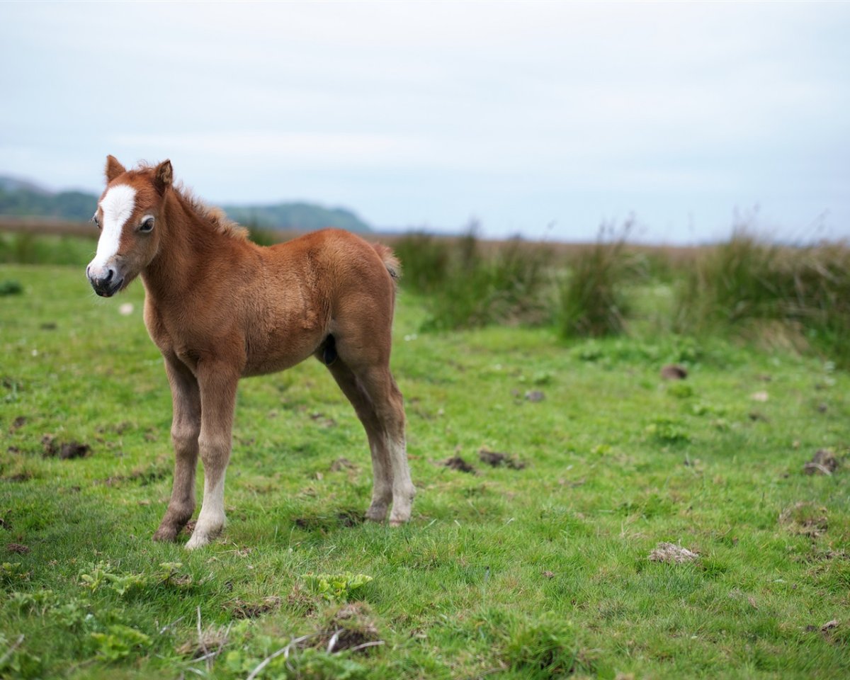 Маленькие жеребята