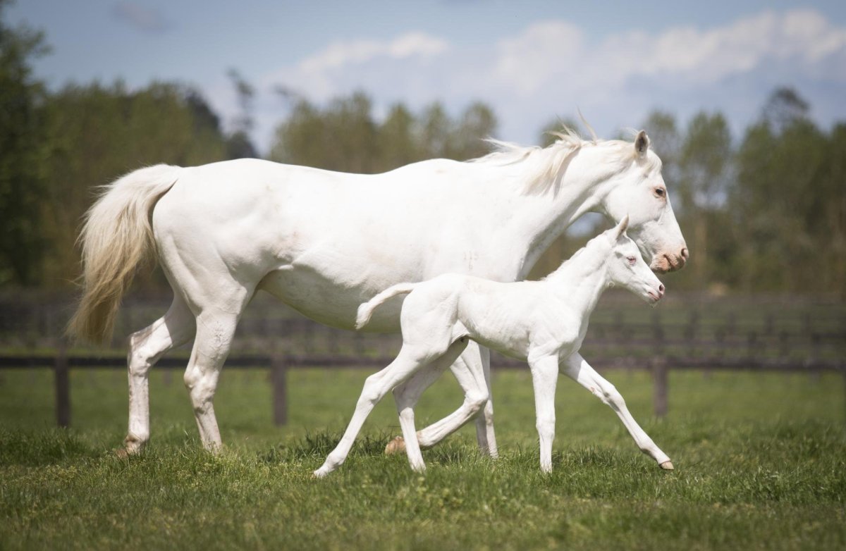 Жеребёнок и белая лошадь