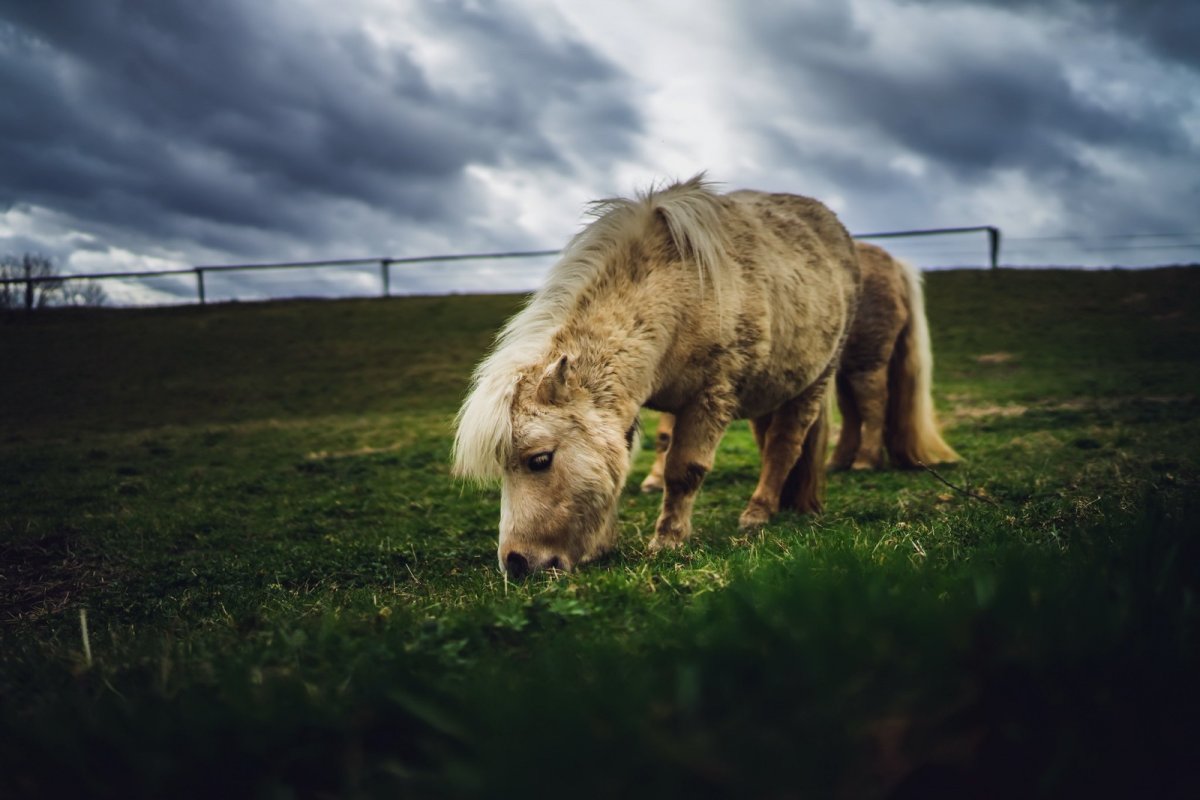 Лошадь в поле