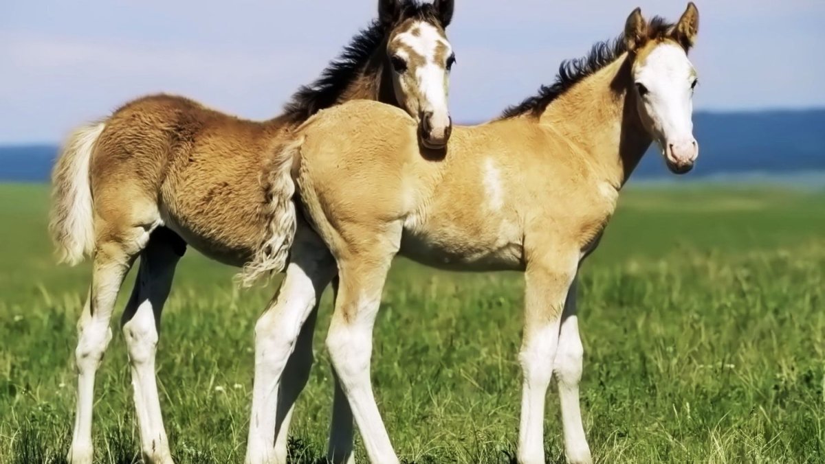 Два жеребенка