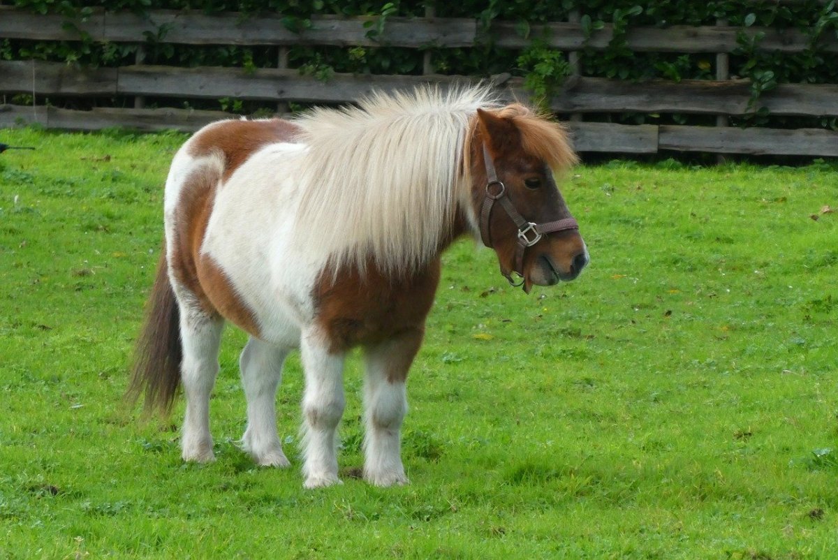 Счастливая лошадь