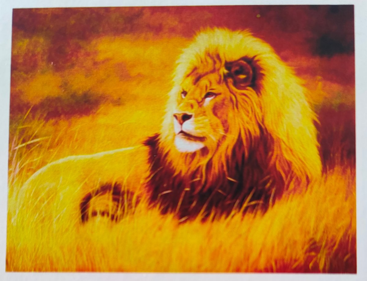 Лев красивый в солнце