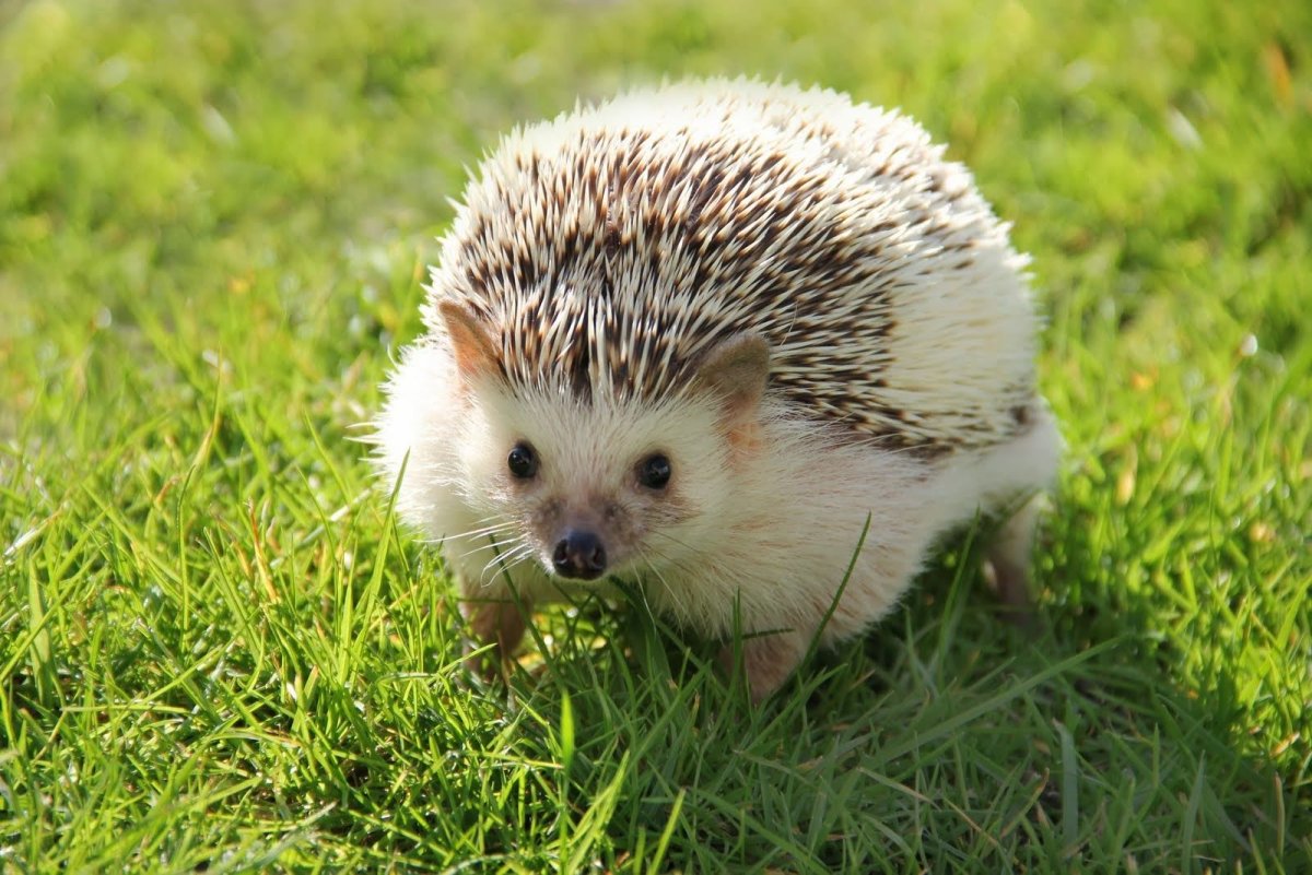 Дикобраз Таджикистан