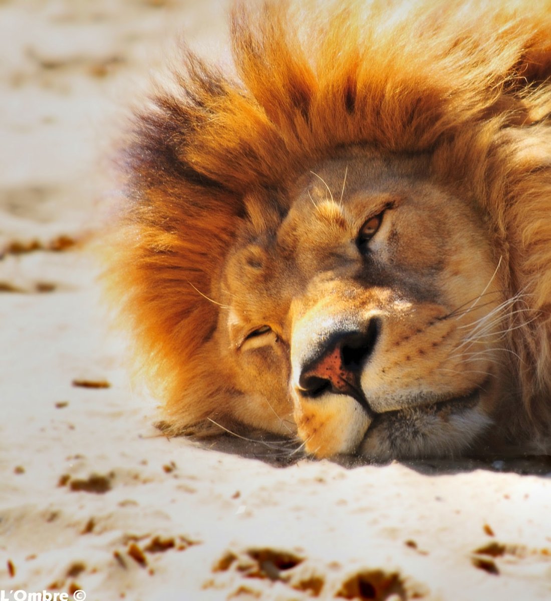 Лев под солнцем