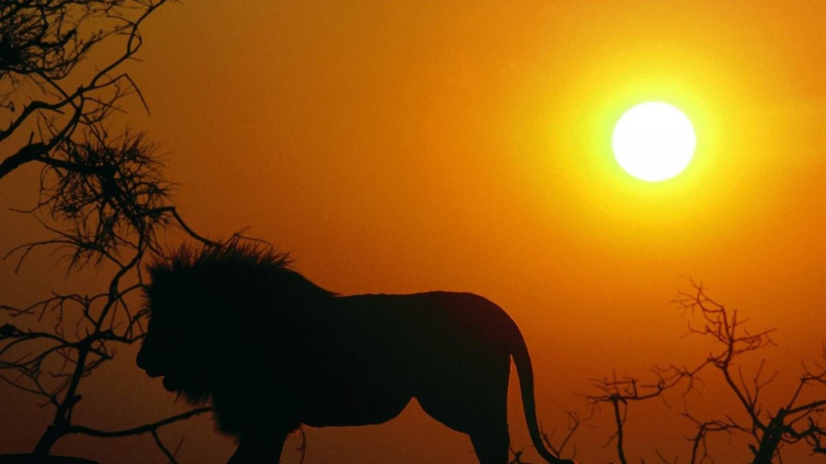 Лев с короной на голове