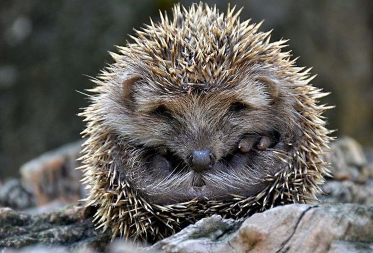 Даурский ёж