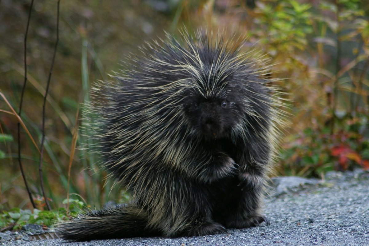 Древесный Дикобраз (иглошерст)