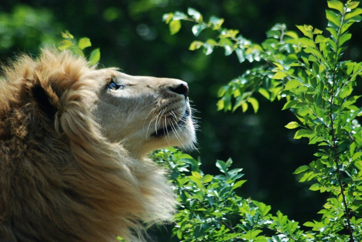 Львы в дикой природе